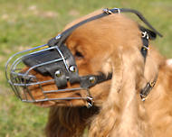English Cocker Spaniel dog muzzle  English Cocker Spaniel dog muzzle