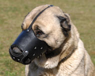 Leather Dog Muzzle for Anatolian Shepherd-Not Latigo Muzzle  Leather Dog Muzzle for Anatolian Shepherd-Not Latigo Muzzle