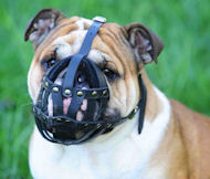 Muzzle for shop olde english bulldog