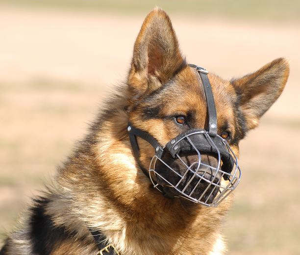 German shepherd with muzzle hotsell