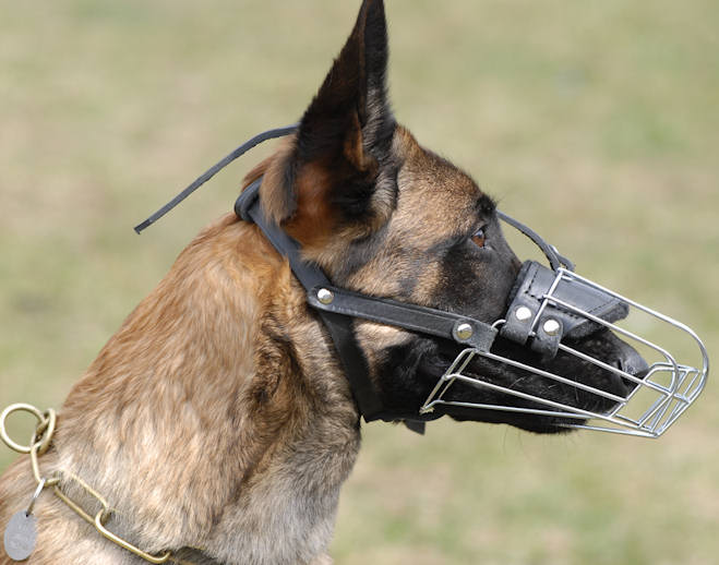 Belgian Malinois Muzzle Wire Muzzle Cage Muzzle Basket Dog Muzzle For Belgian Malinois M4 1062 Wire Basket Dog Muzzle Dog muzzles Leather Dog Muzzles Wire Muzzles Basket Dog Muzzle Best dog muzzle pad...