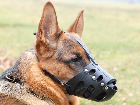 Cool discount dog muzzle