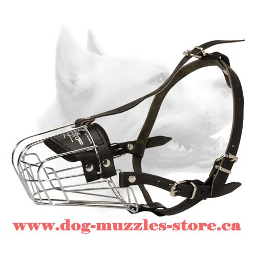 Dog muzzle store hotsell