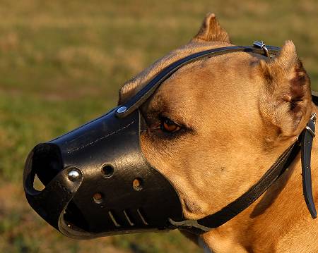 Best dog muzzle for clearance barking