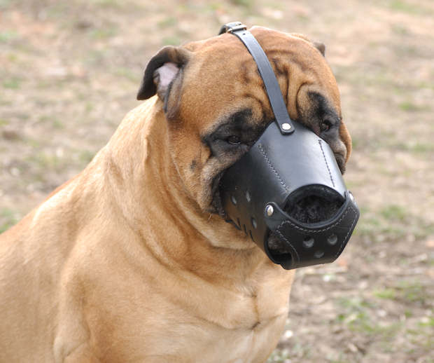 Bullmastiff muzzle on sale