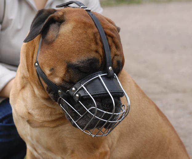 Bullmastiff muzzle 2025